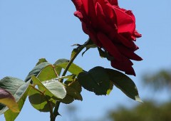 Cómo multiplicar los rosales por esquejes | Kreakawa